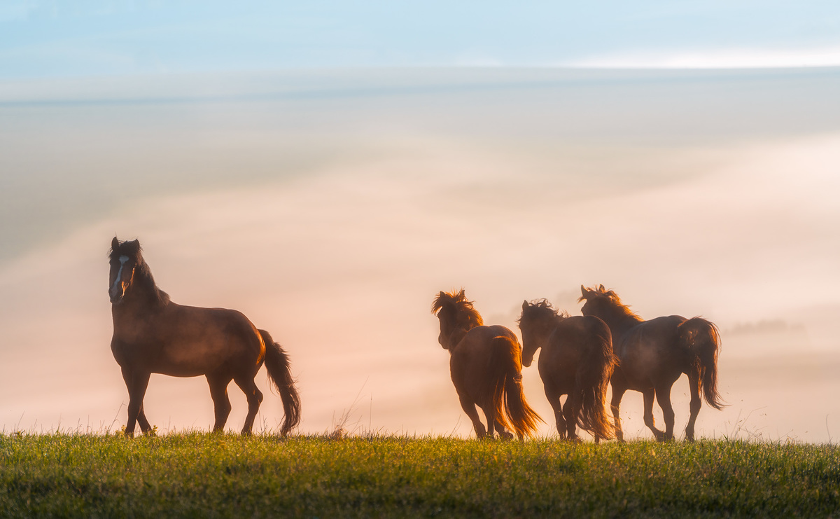 Туманный аллюр