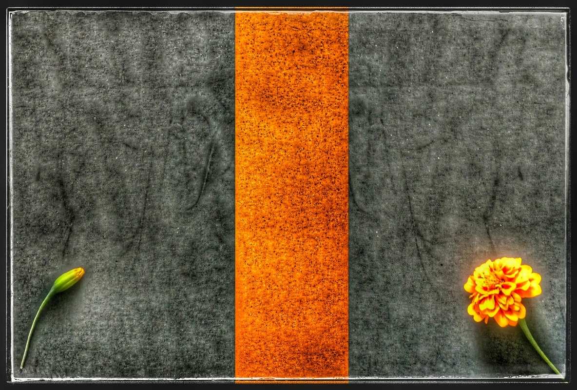 От бутонов до цветов