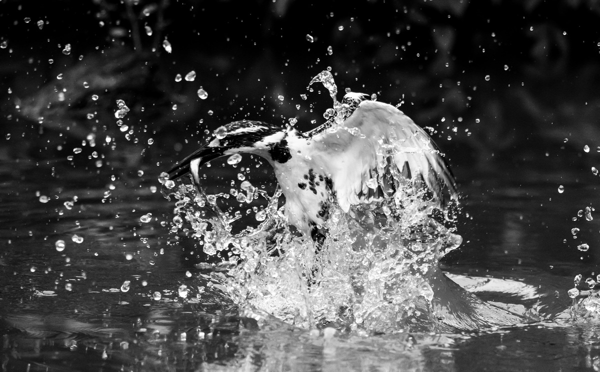 A master in the water 2