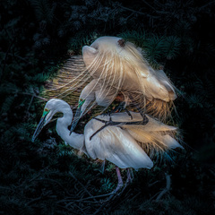 Egret love