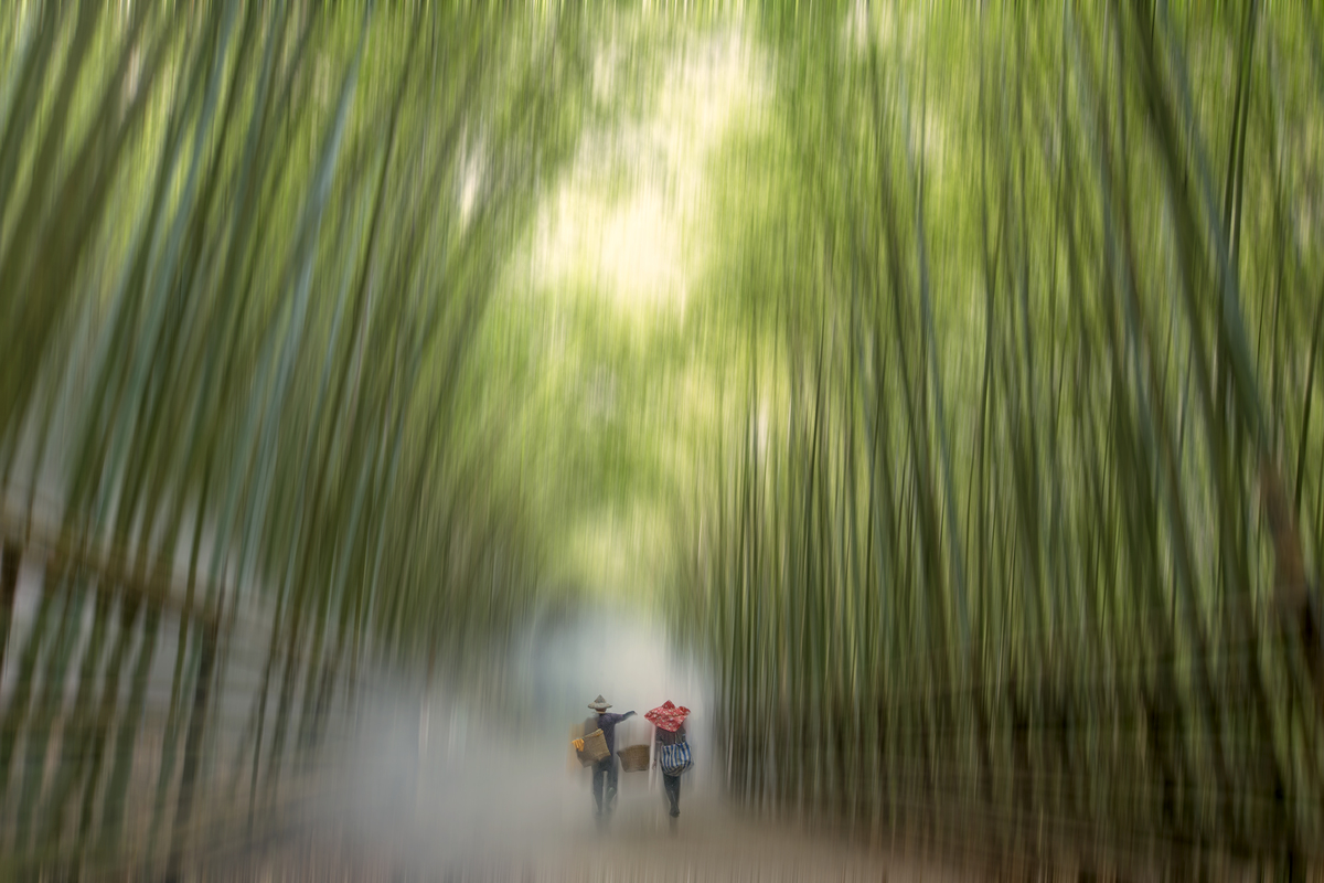 Illusion Bamboo
