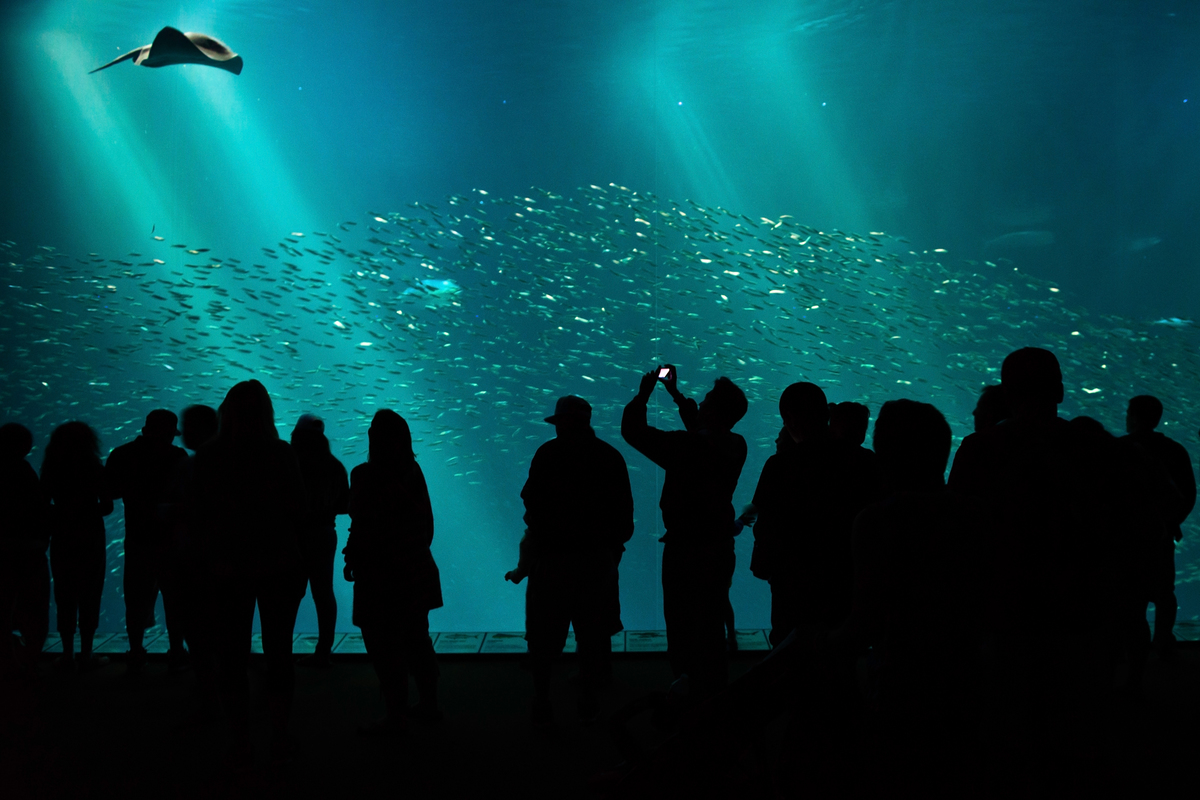 Відвідувачі