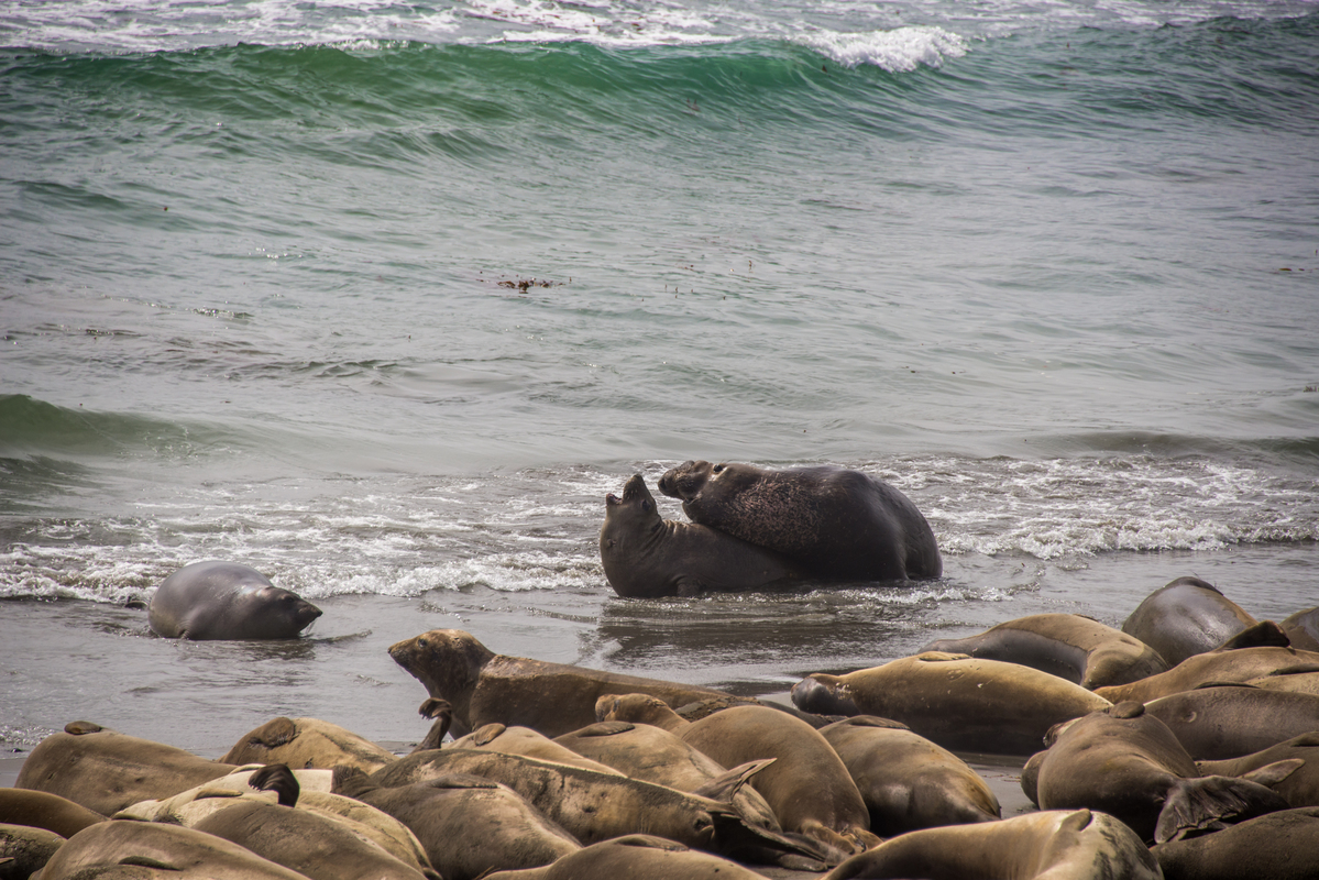Happy seals