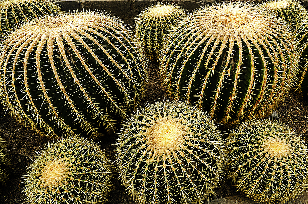 CACTUS
