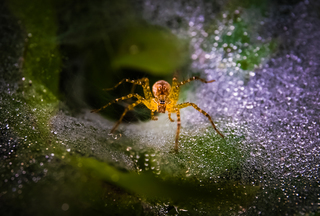 Spider Web