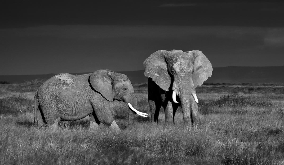 Elephants at Amboseli