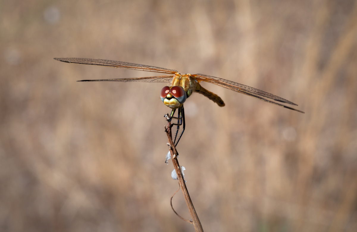 Common Darter