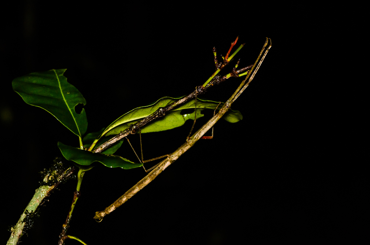 Stick insect