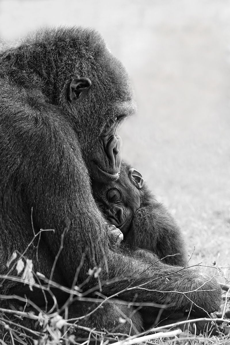 The Love of a Mother