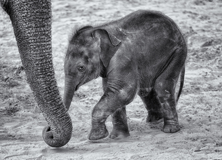 You'll Never Walk Alone