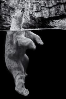 Above and Below - Shake