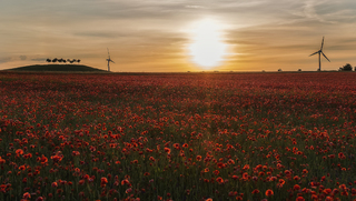 Kronsberg with Poppyfield