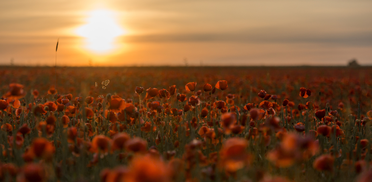 Poppy Field