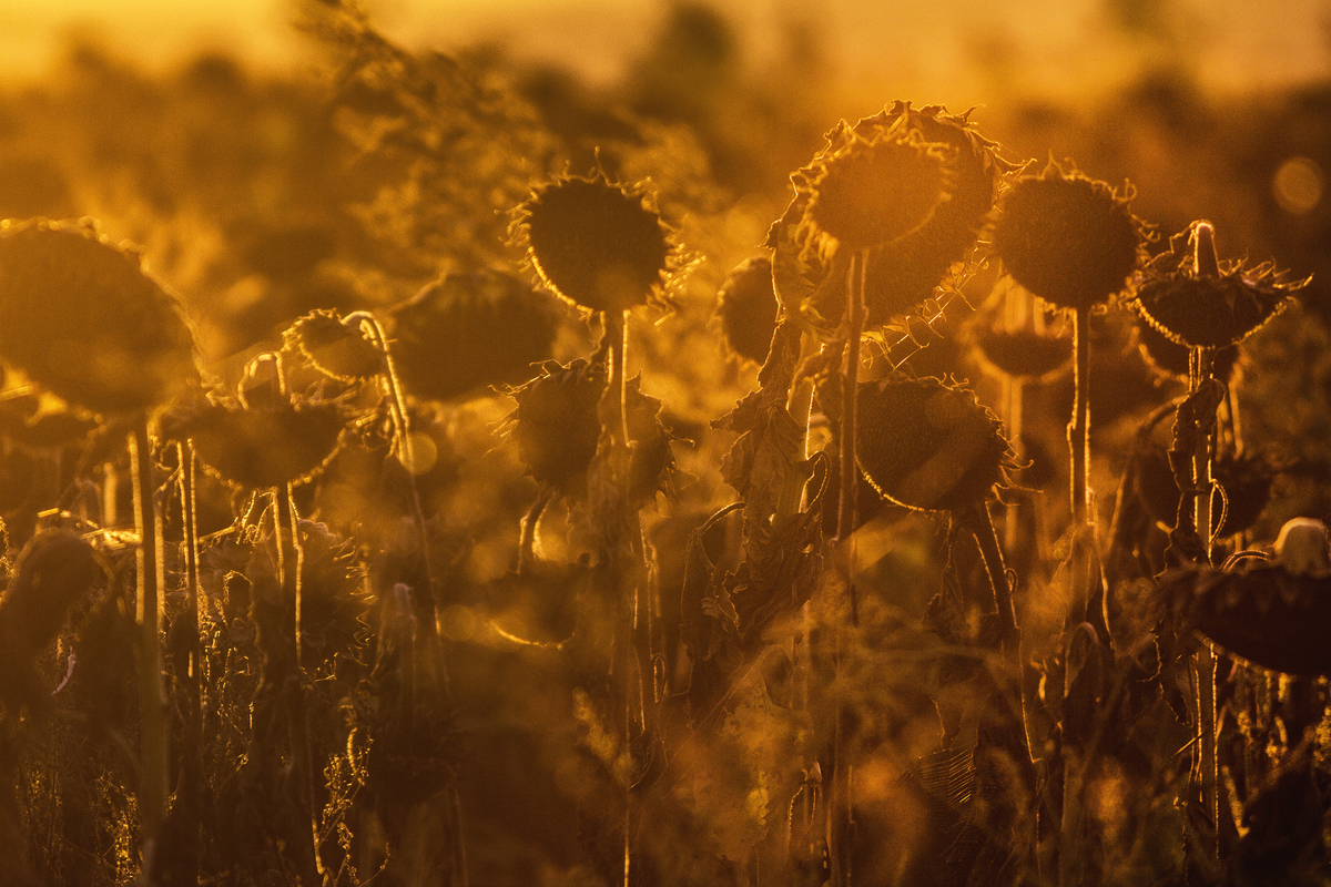 У променях сонця