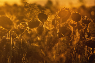 У променях сонця