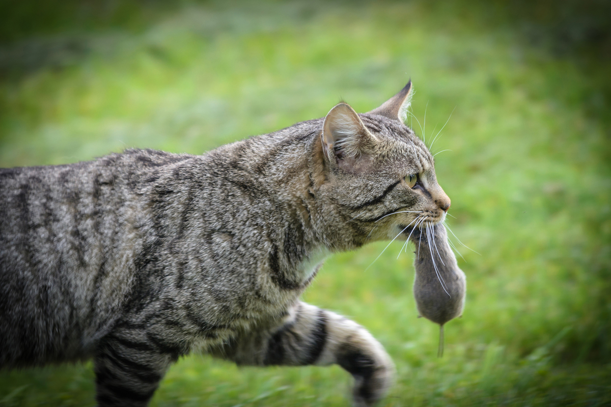 Вдалий мисливець