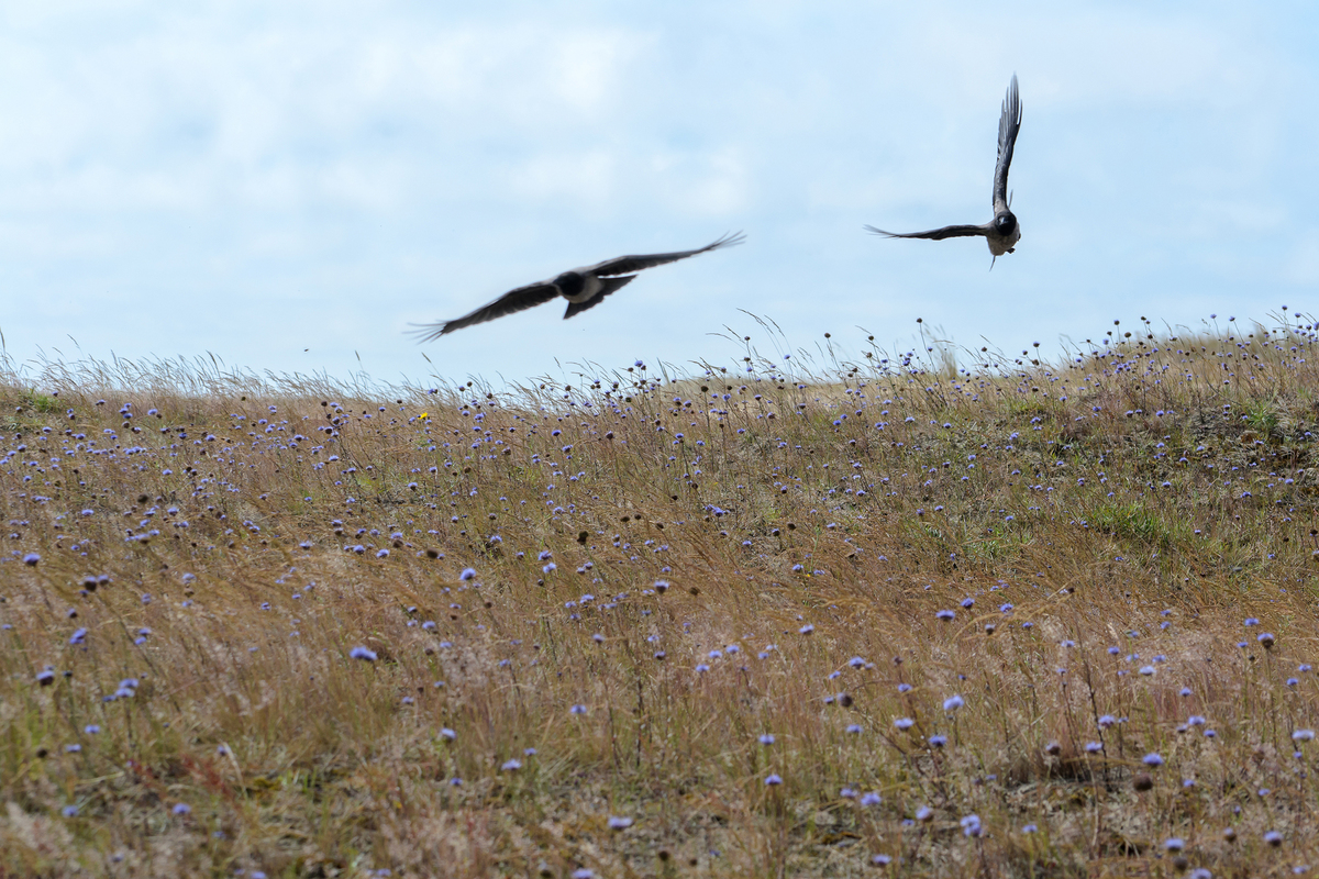 Прикрий, атакую