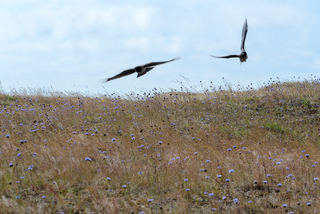Прикрий, атакую