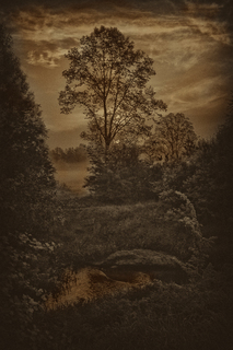 Одиноке дерево