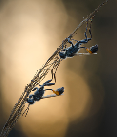 Сон вниз головою