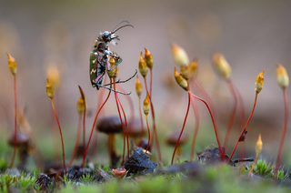 Ранкова гімнастика