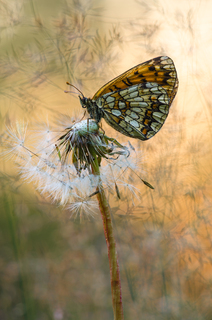 У вечірньому полоні