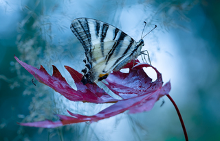 Вечірні відтінки