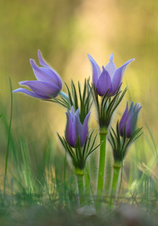 Сон-трава - родина