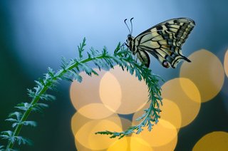 Десять сонць