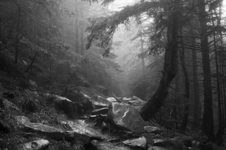 Там є живий ліс