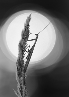 Вечірні контури