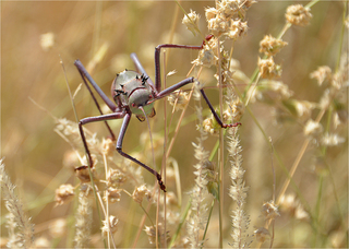 Acanthoplus longipes