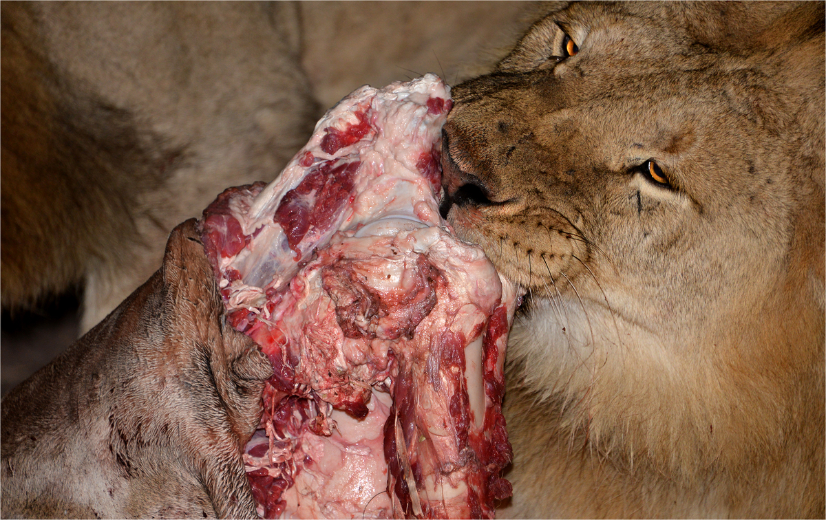 Hungry lion Mount Edjo