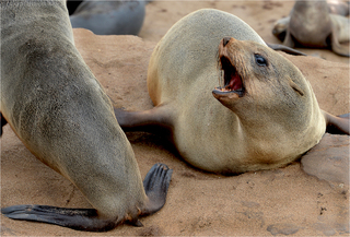 Sea lion screaming Cape Cross