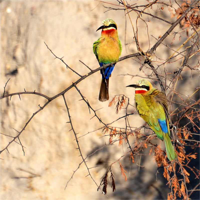 Two bee eaters Kwando