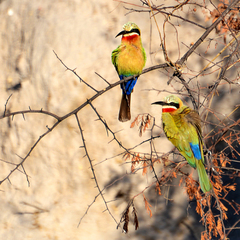 Two bee eaters Kwando