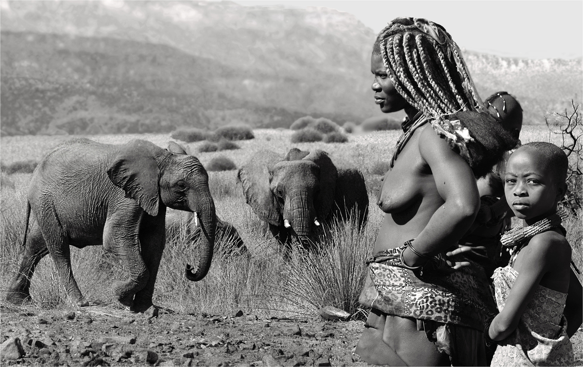 Baby elephant coming