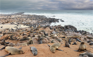 Cape Cross Namibia