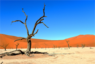 May in Deadvlei