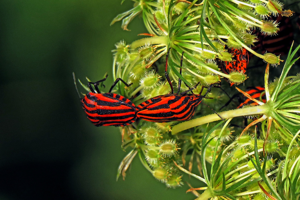 Natural connection 5