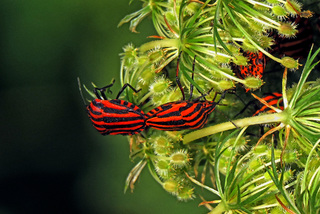 Natural connection 5