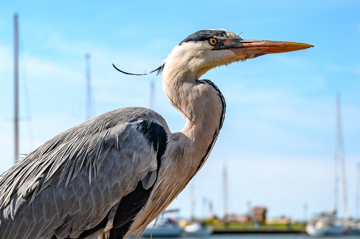 Строгий взгляд