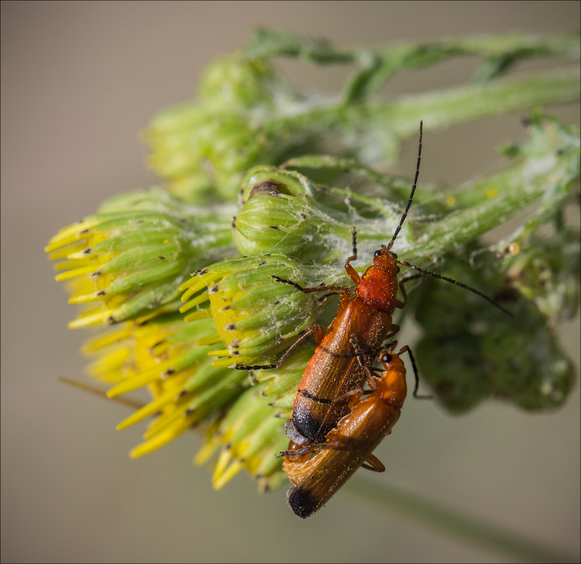Soldier beetle pair