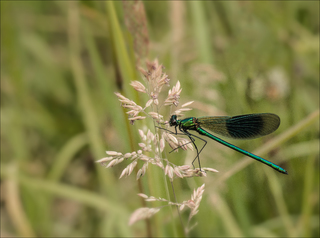 Banded Demoiselle