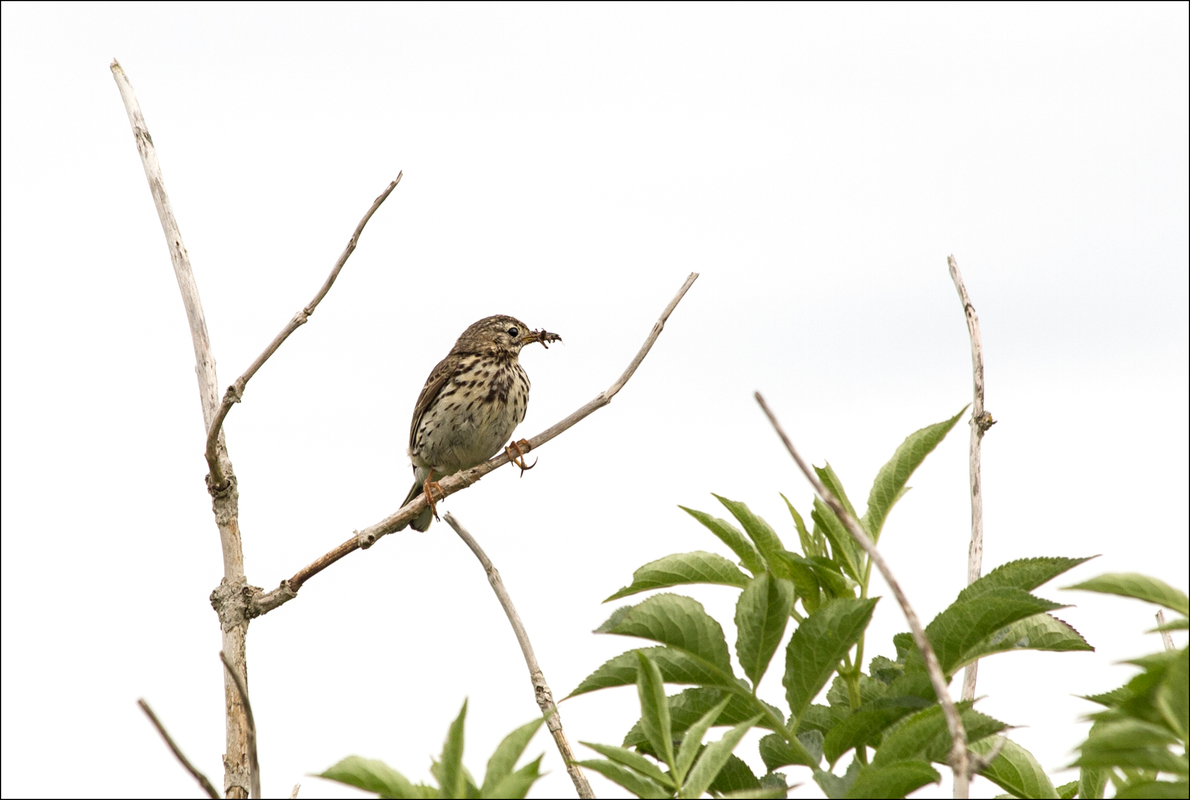 Meadow pipit with bugs