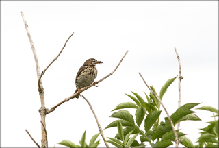 Meadow pipit with bugs