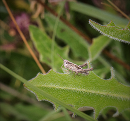 Tiny grasshopper