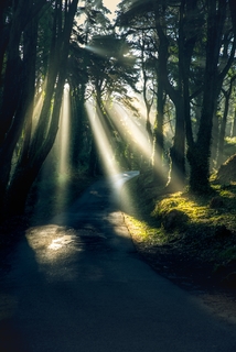 Туманное утро