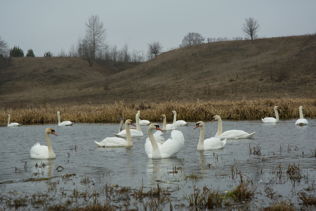 Лебеді у селі Жалин
