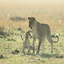 lion cub fights back